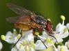Phaonia rufiventris